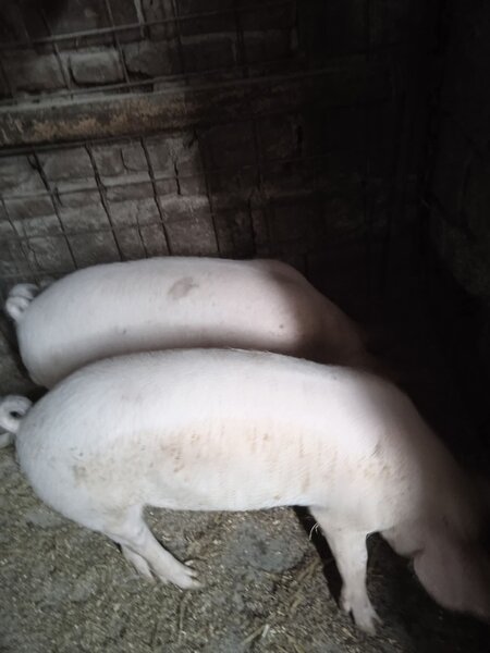Purcei de 3 luni, 500 ron