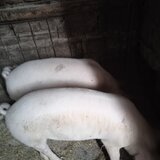 Purcei de 3 luni, 500 ron